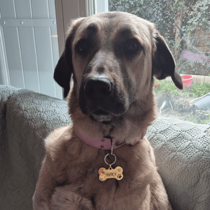 Tuka porte sa médaille chien personnalisée My SerenyPet