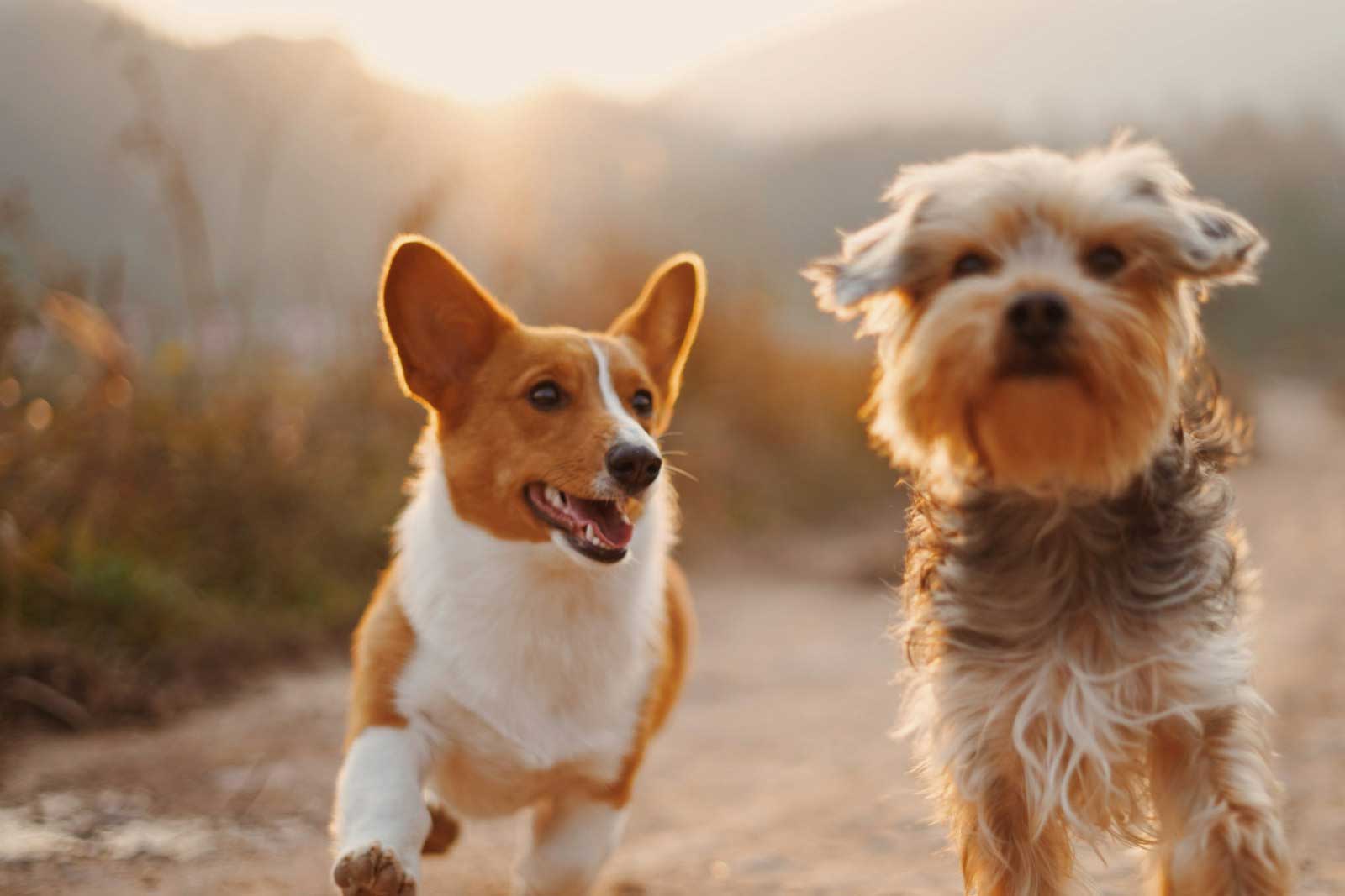 Chien et chat avec leur médaille personnalisée, livraison offerte